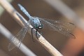 Orthetrum boumiera male-2167